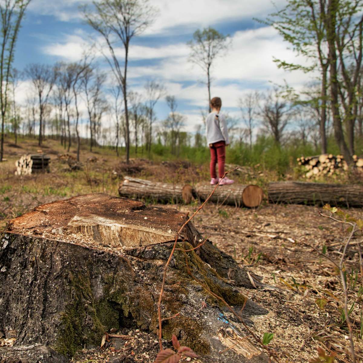 Bosques en Peligro: Una Llamada Urgente a la Acción