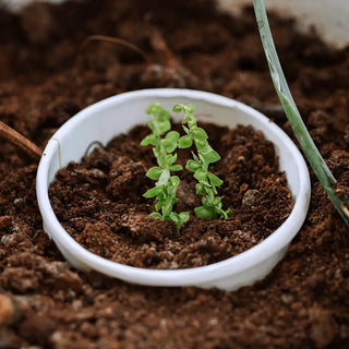 ¿Qué diferencia hay entre biodegradable y compostable?